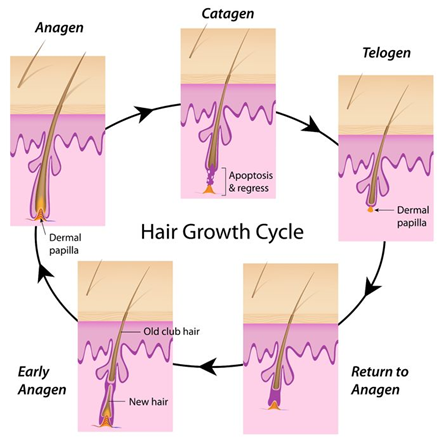 Darstellung des Wachtumszyklus der Haare mit Anagenphase